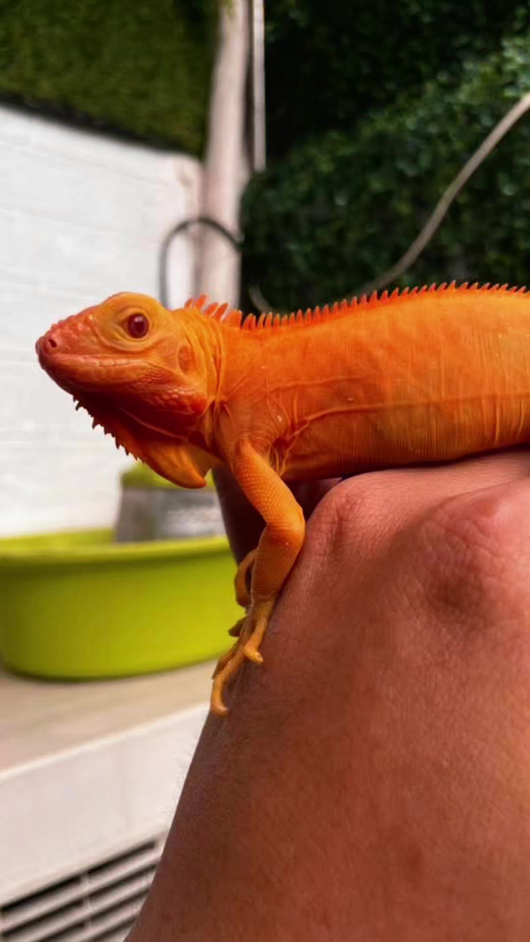 @Sacred Geckos and Exotics
