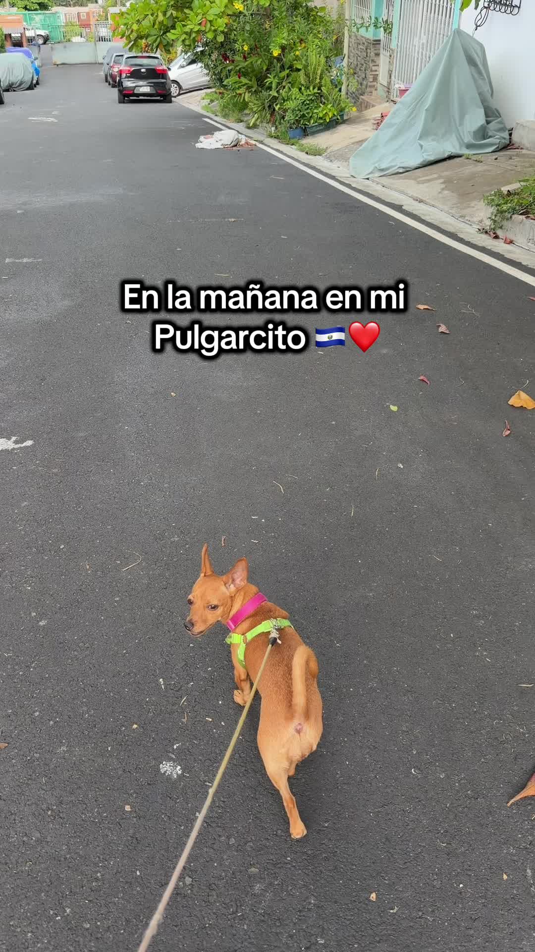 @Geisel . S
