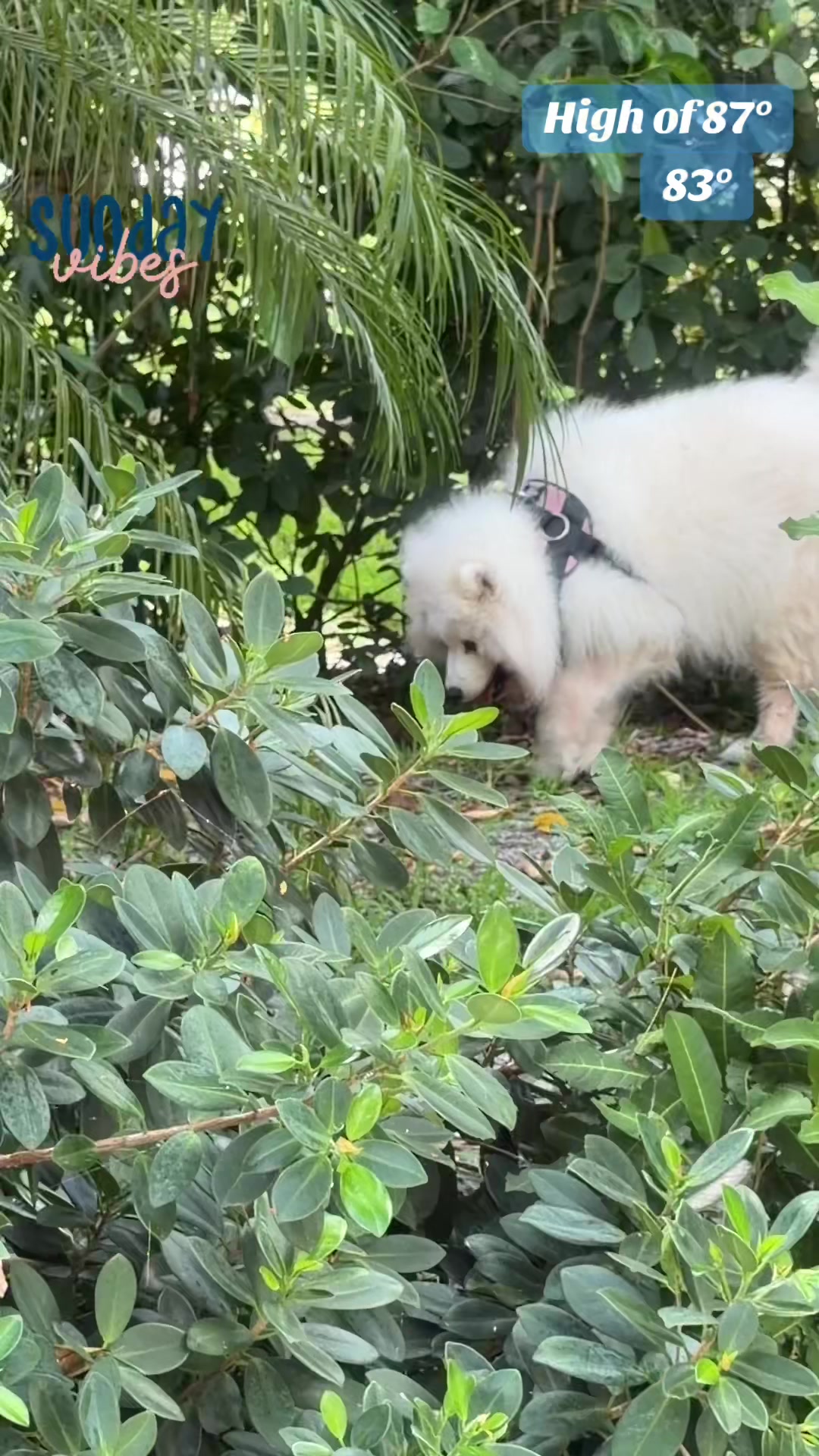 @🐾SamoyedMomSherry🐾