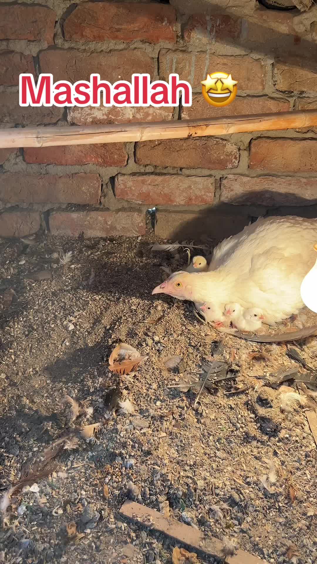 @شوق سرگودھا آ لے دا🔥🦅🐦&zwj;🔥😈
