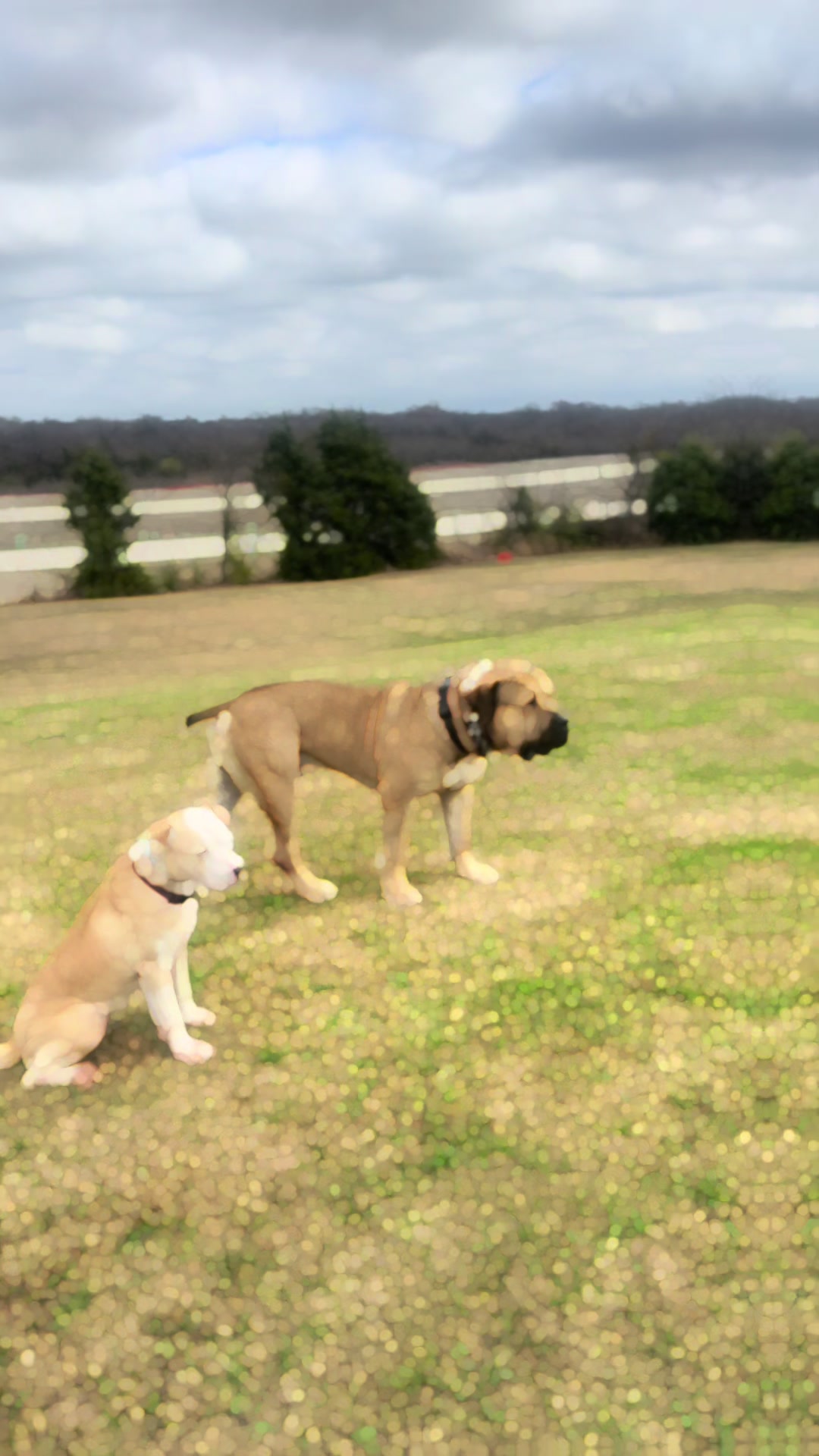 @CommCanine