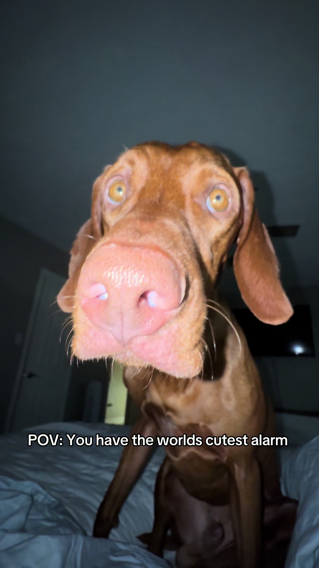 @Tycho the vizsla