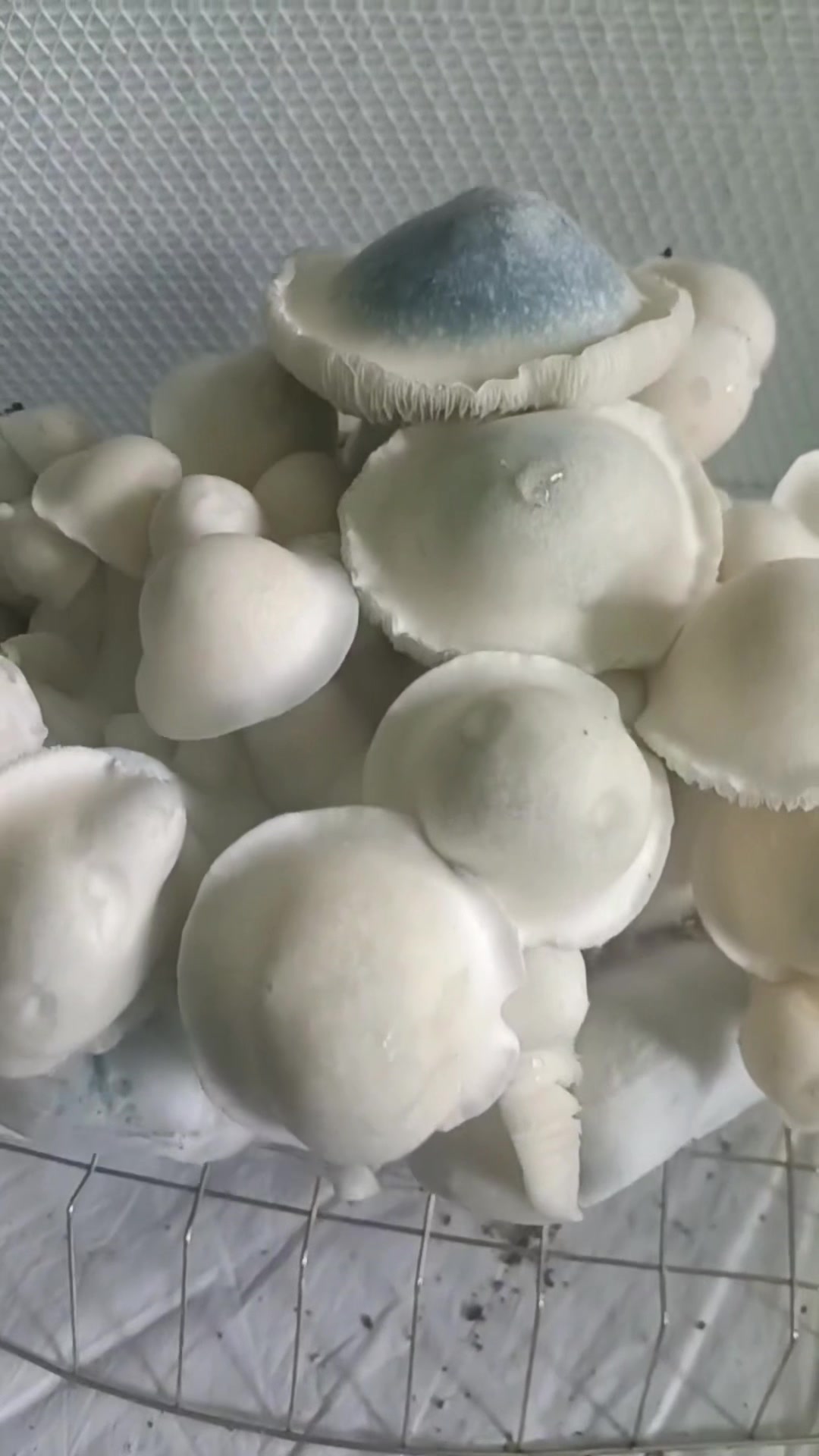 @707mycology