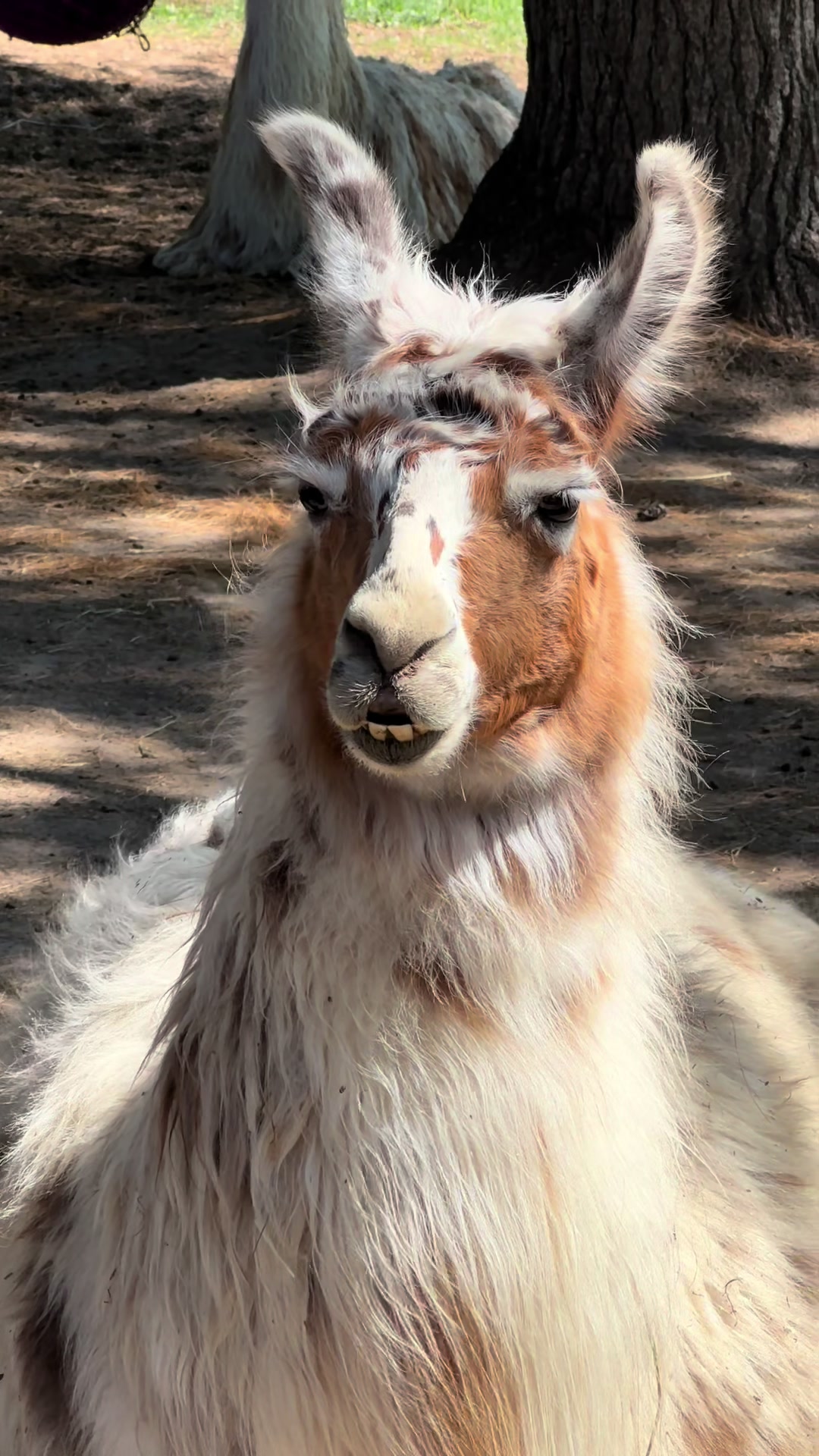 @The Packing Llamas