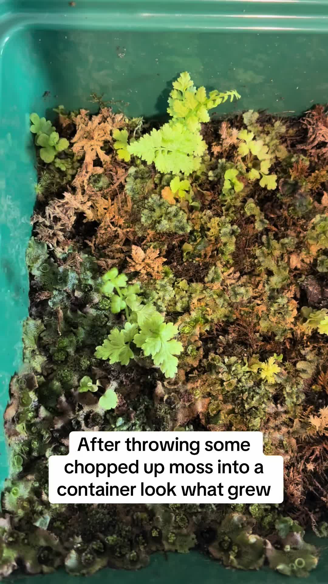 @Terrariums | Moss | Plants