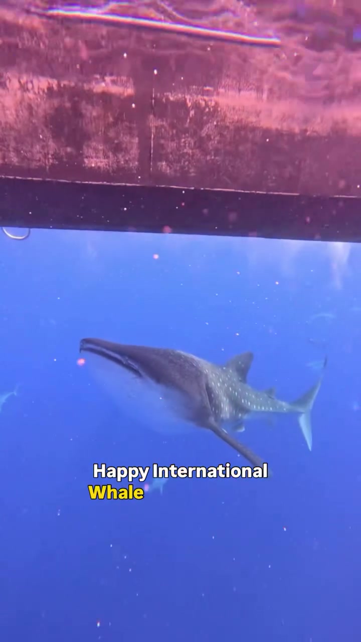 @Ocean Ramsey Sharks