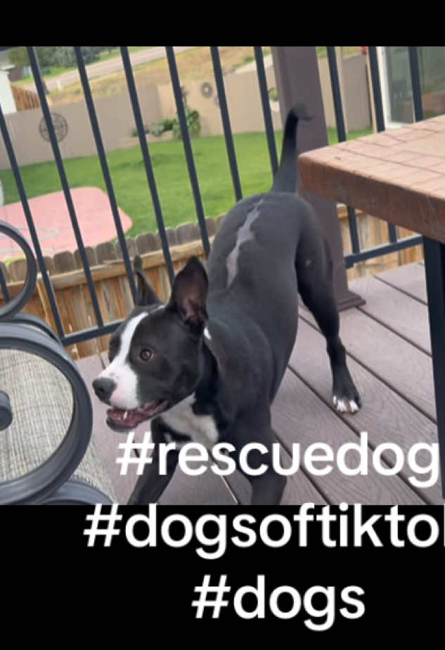 @Jessica ForgottenDogLeague