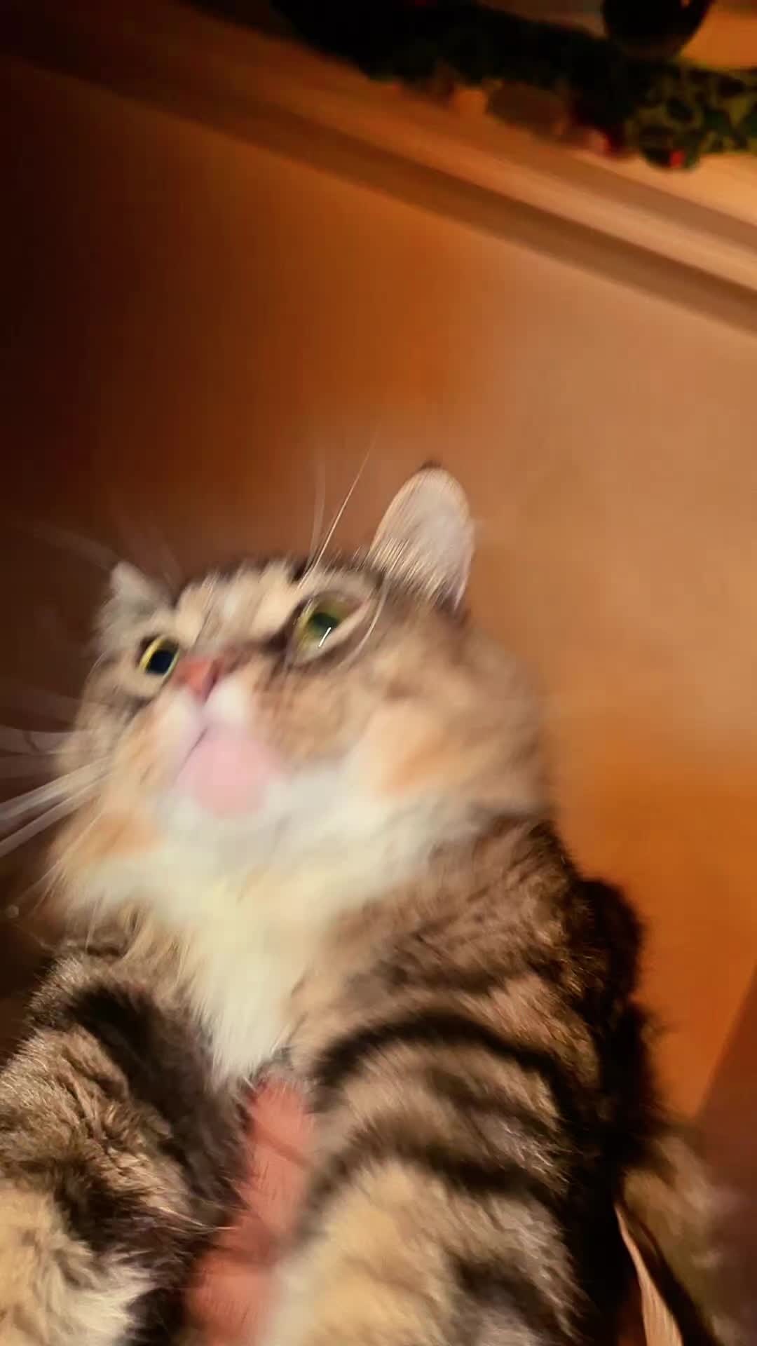 @Harry Styles the cat 😺😺