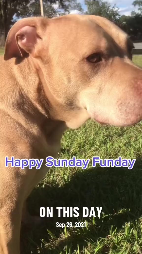 @Rosey’s Page☺️🐾