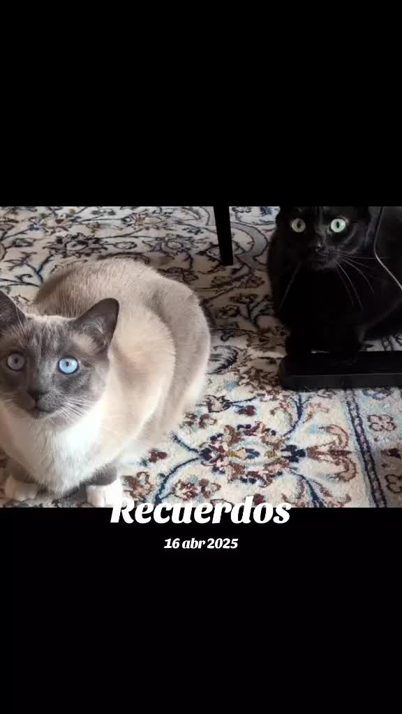 @Patricia 😽😼