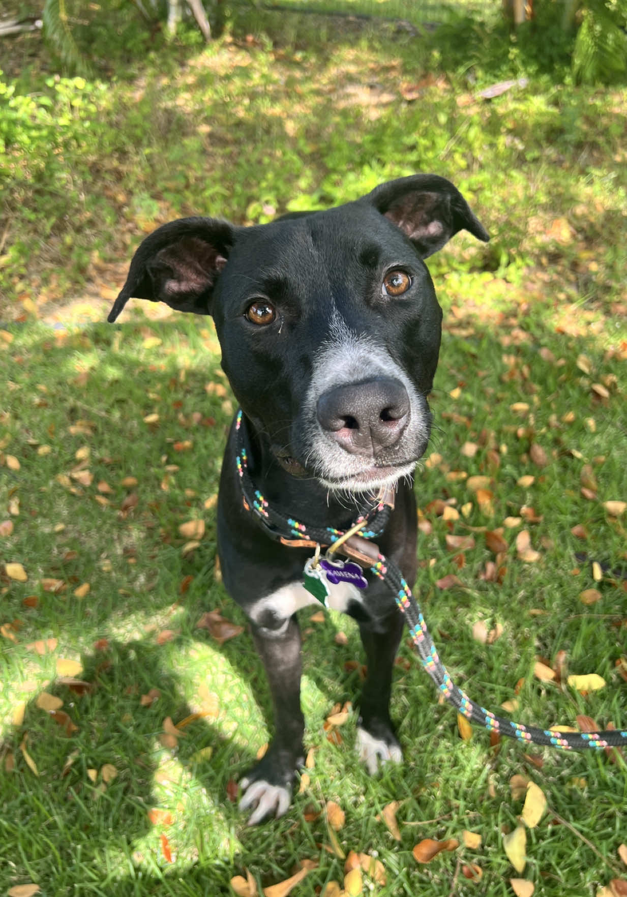 @Hawaiian Humane Society