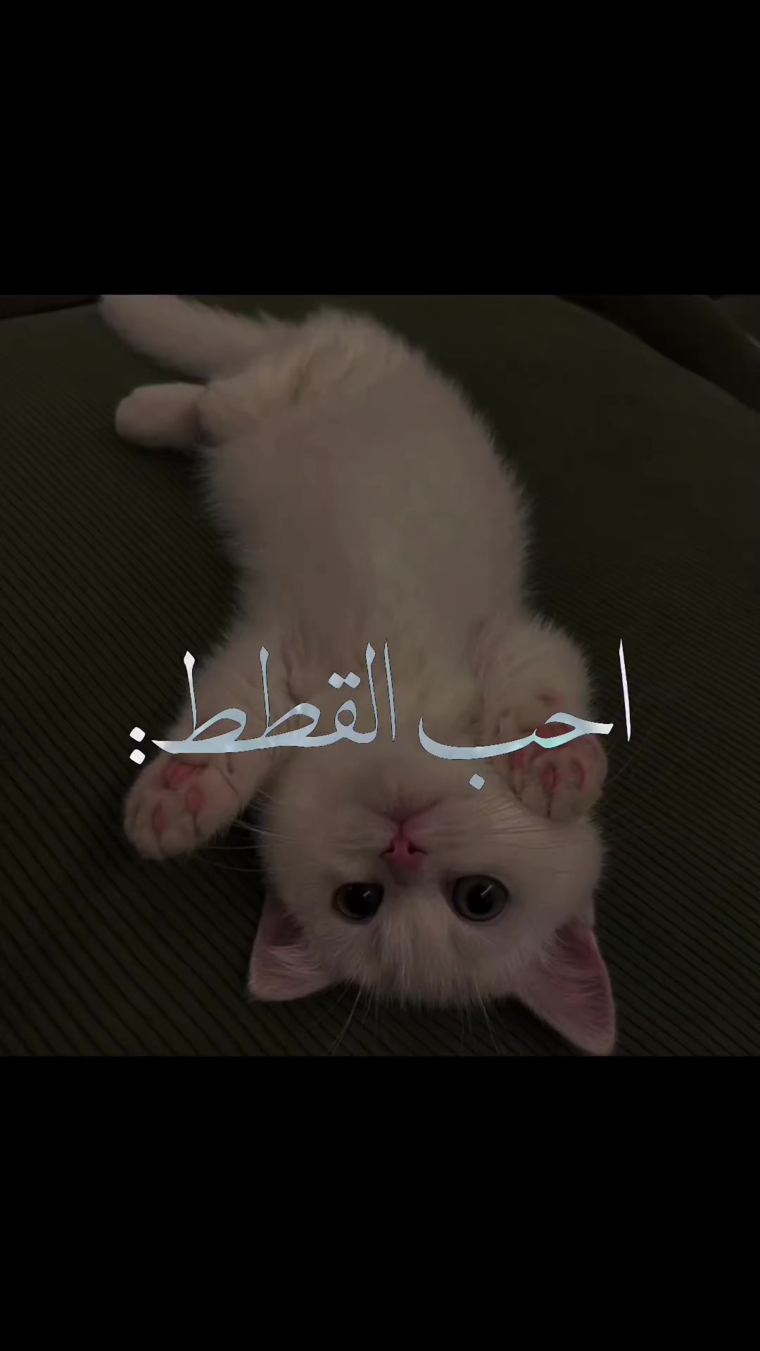 @"غيث" (مواطن شريف جداً)