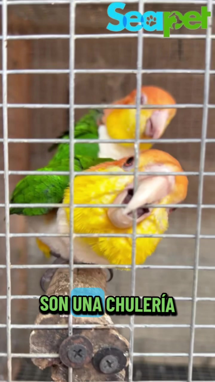 @Seapet