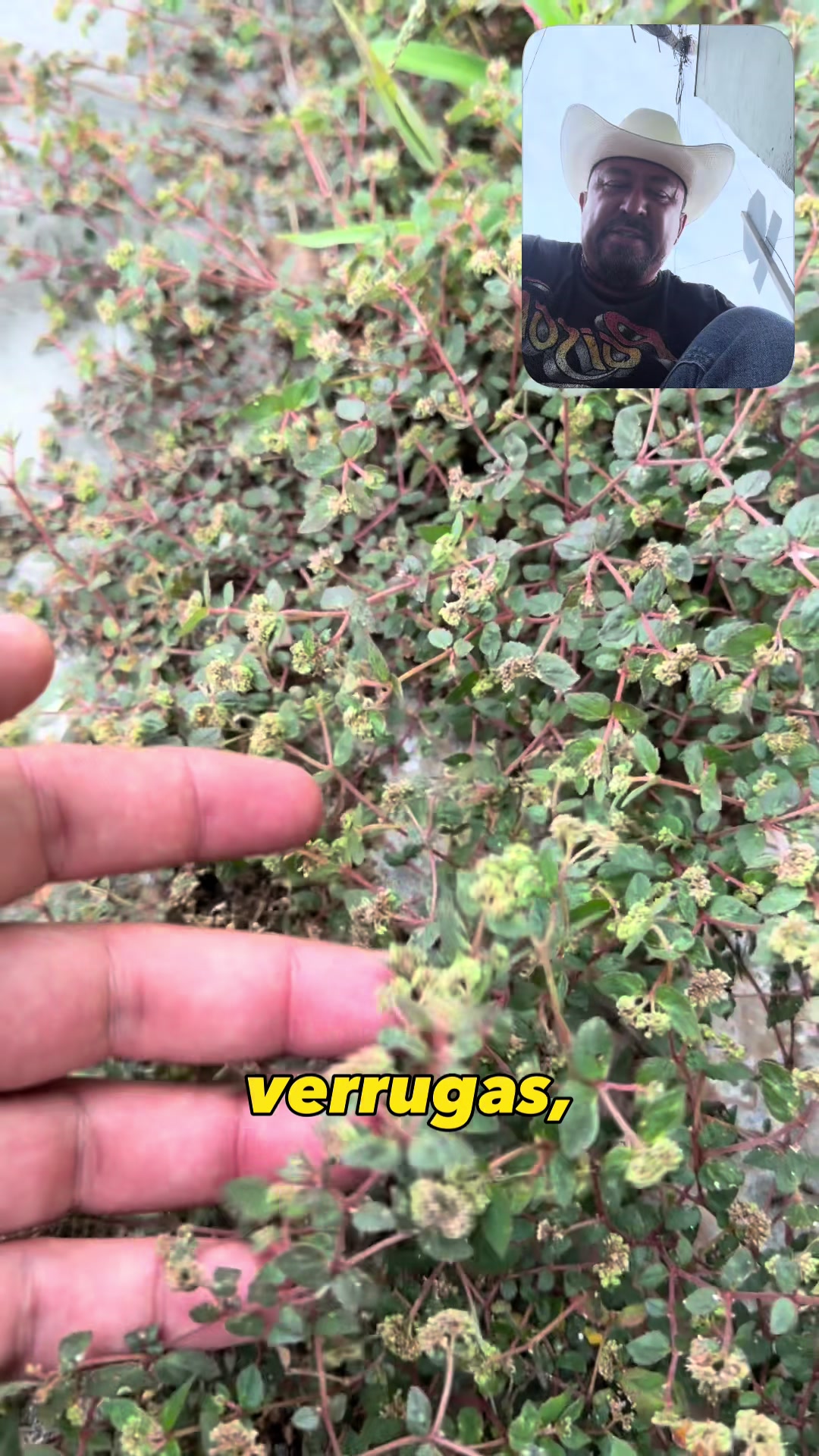 @ElHierbero