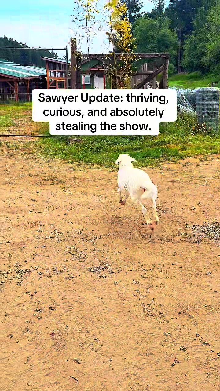 @Home for Hooves 🐽