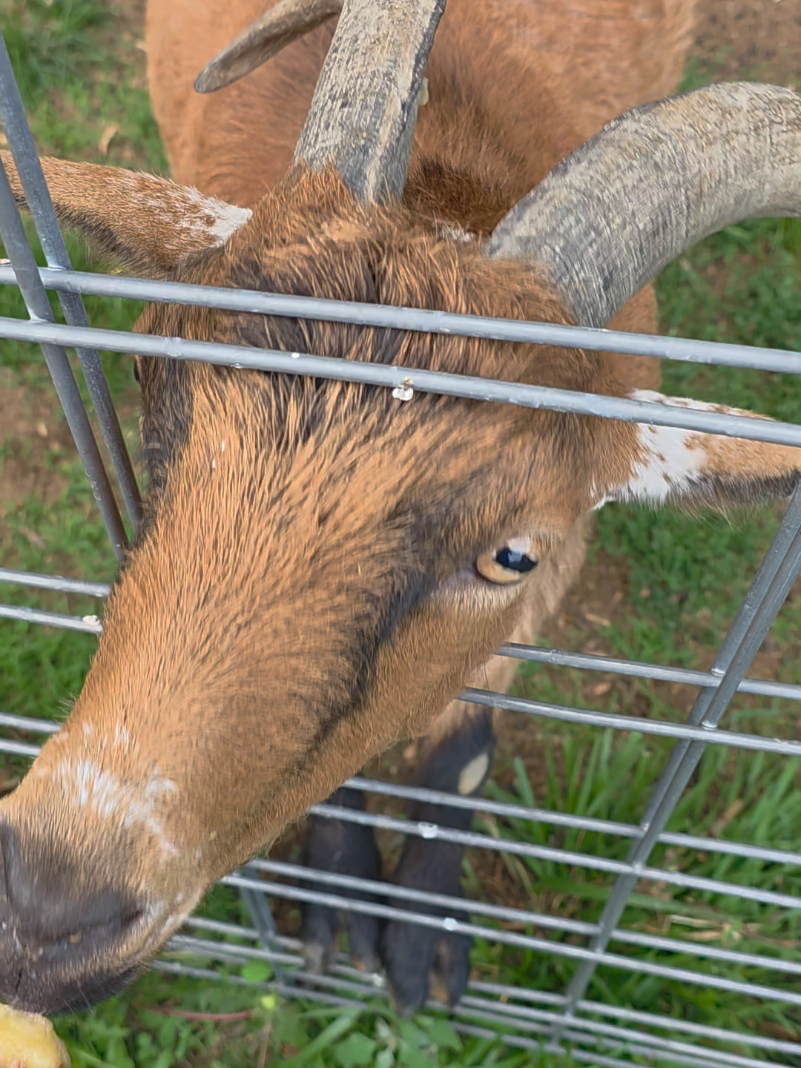 @HarmonyHillFarmSanct