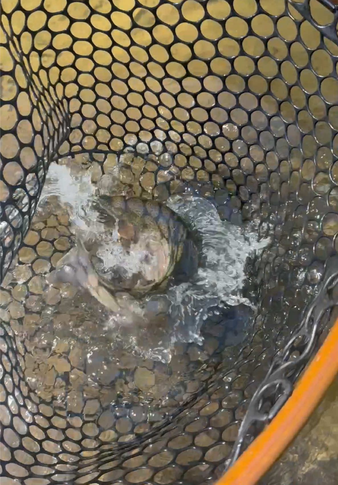 @FlyFishDelawhere