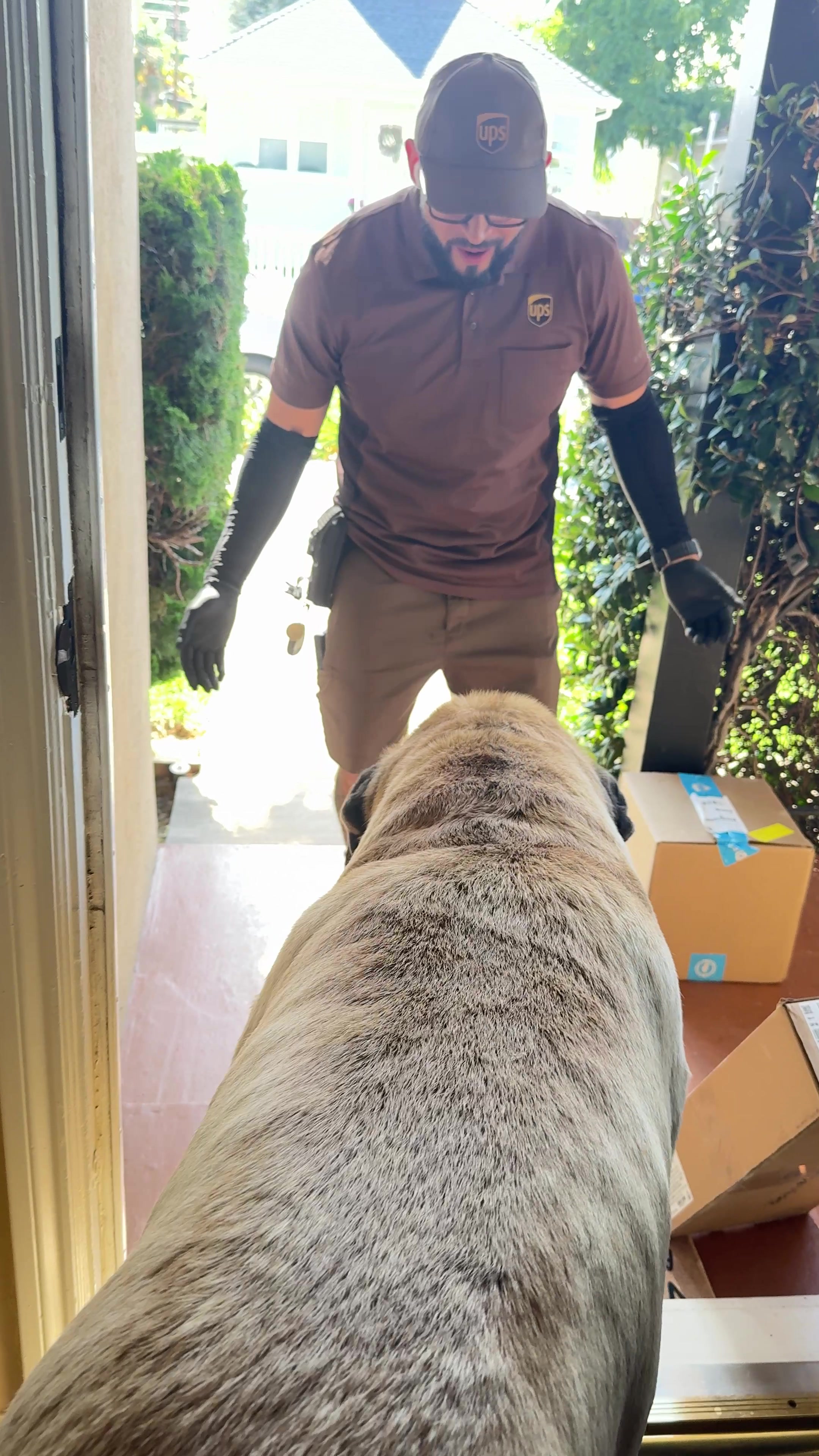 @Fronkythemastiff