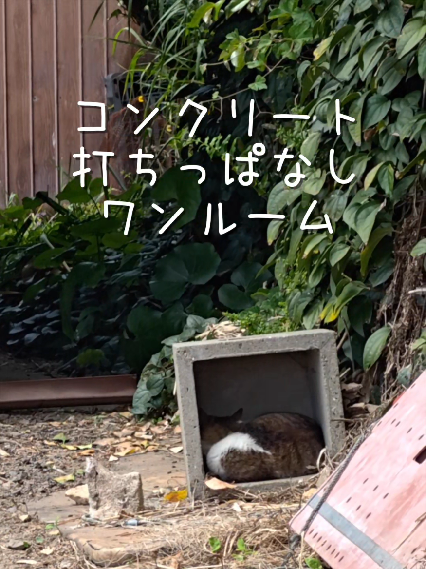 @猫写真家 森永健一