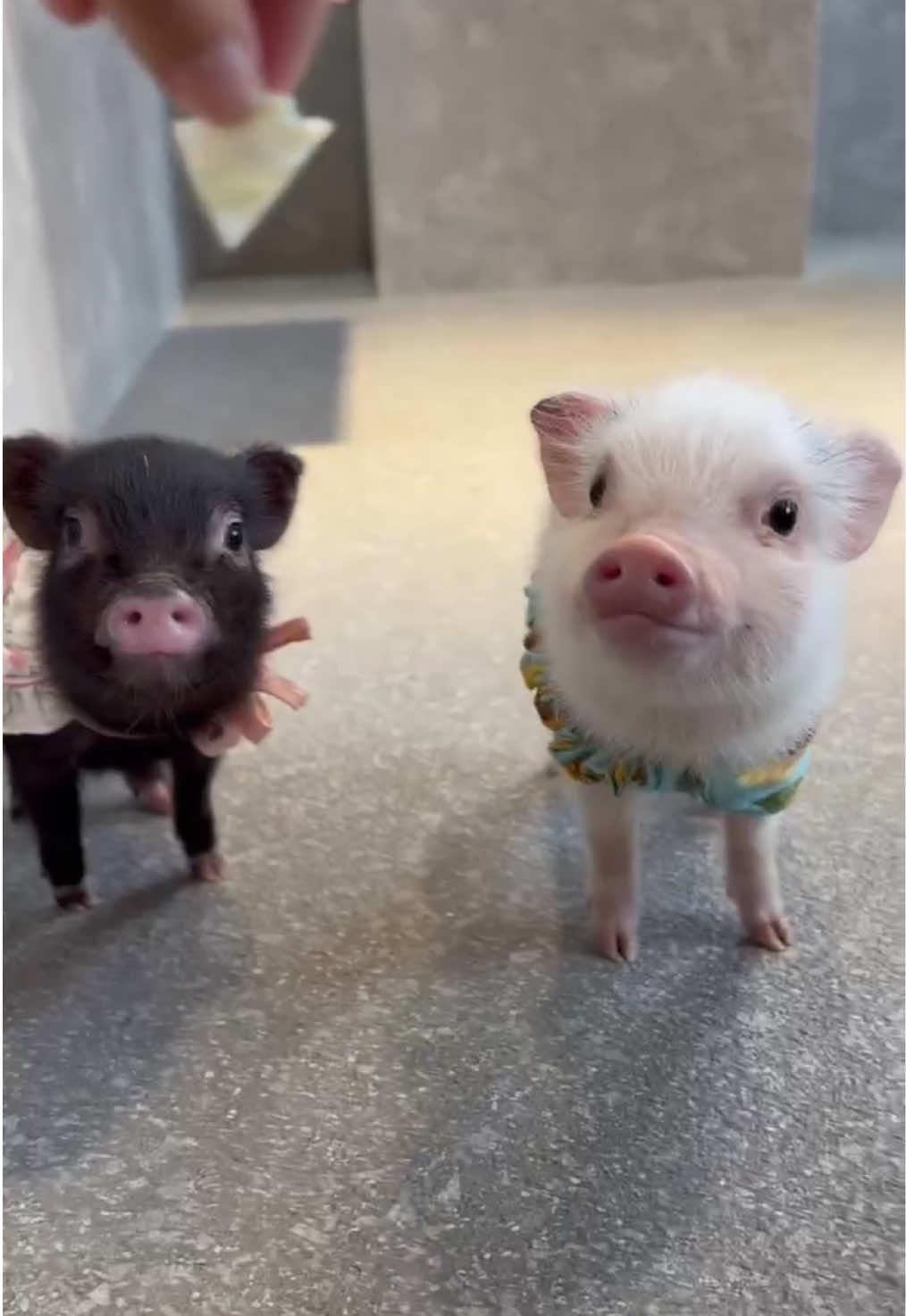 @pignic