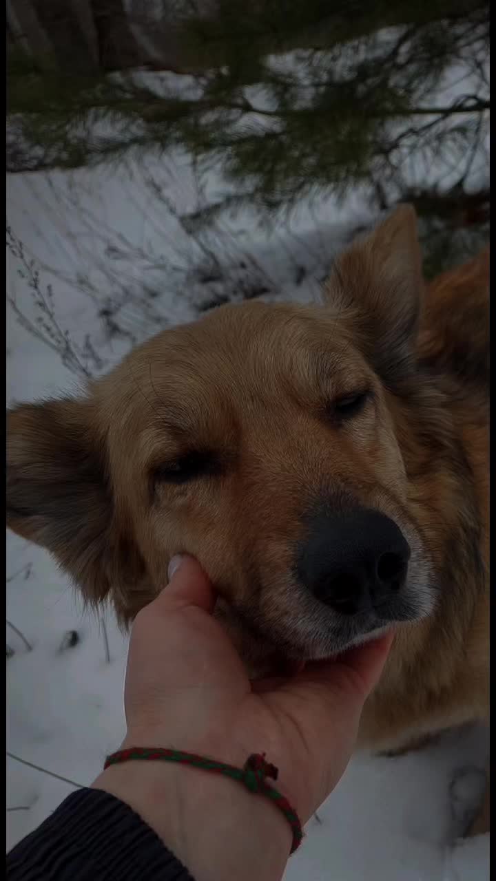 @tanya.help.animal