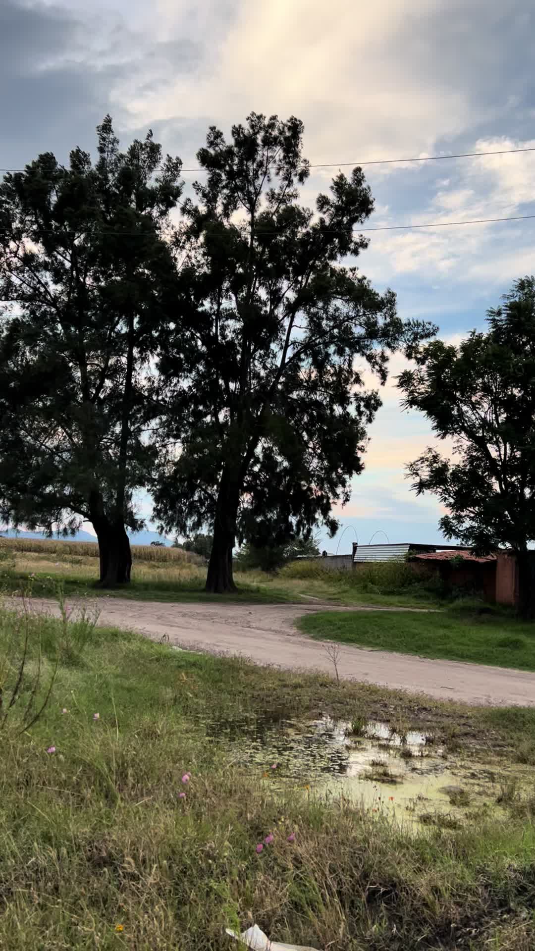@Antony Saavedra