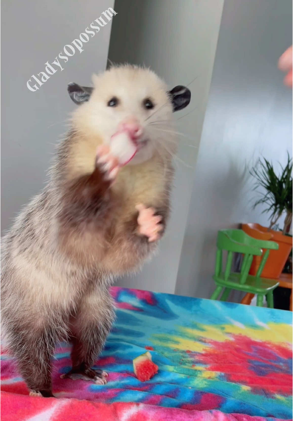 @GladysOpossum