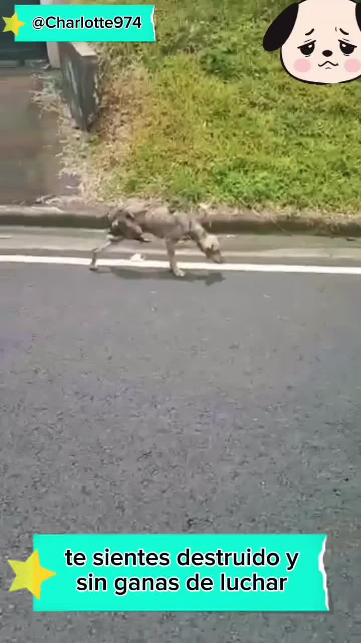 @Charlotte🐕&zwj;🦺🐈🐕🦬🐐🐎🐄🐒