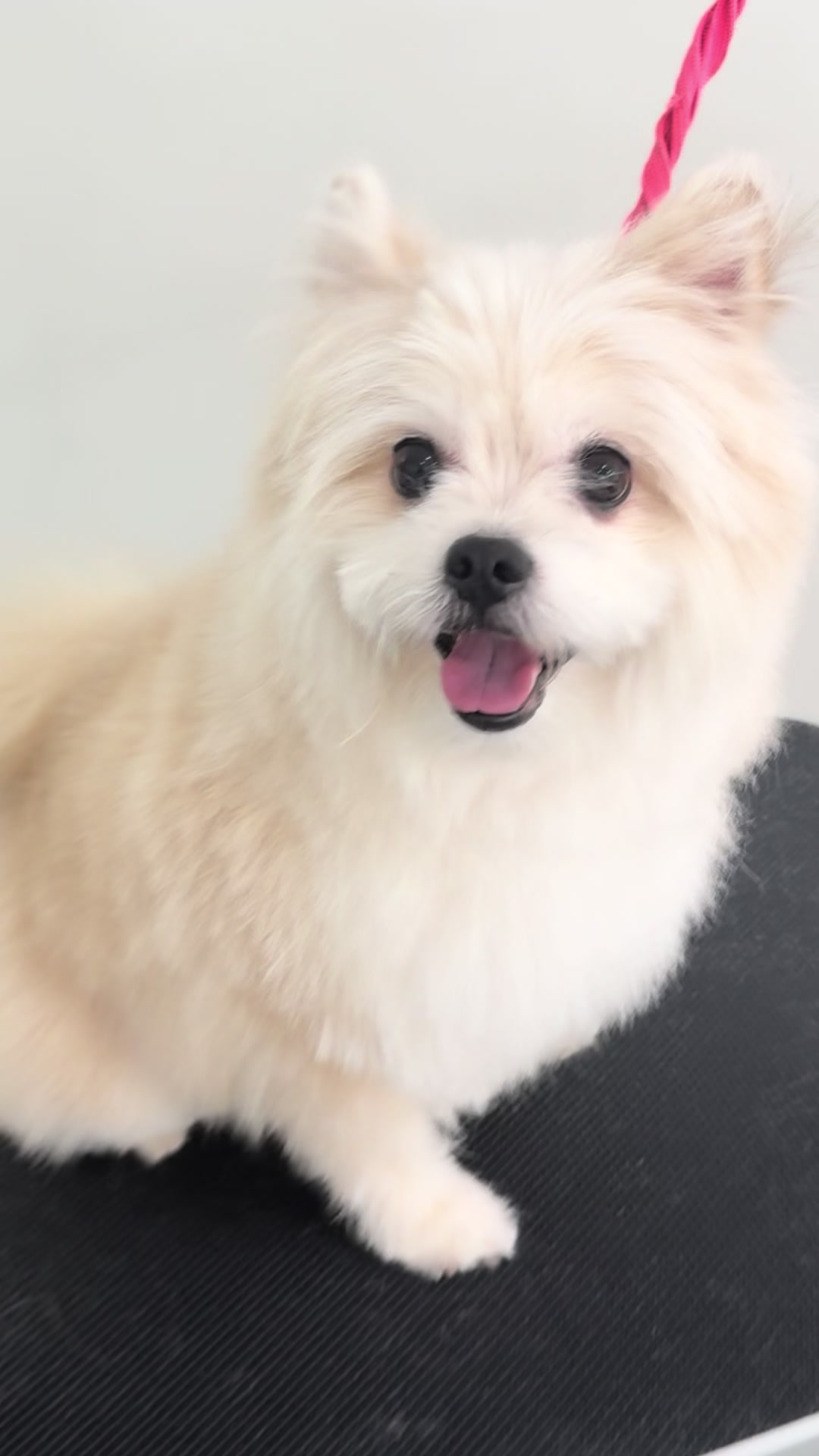 @Julia_theGroomer