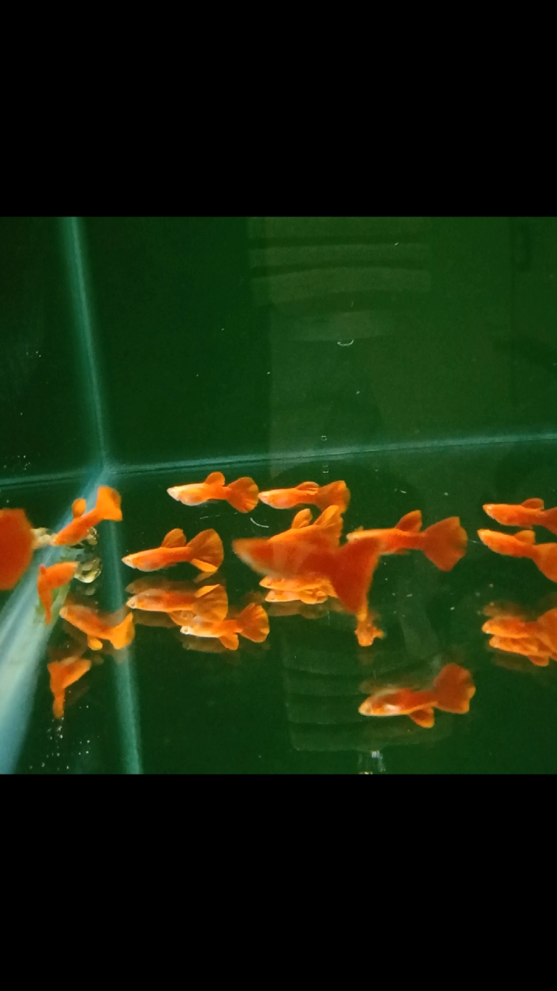 @Ga Guppy Farm