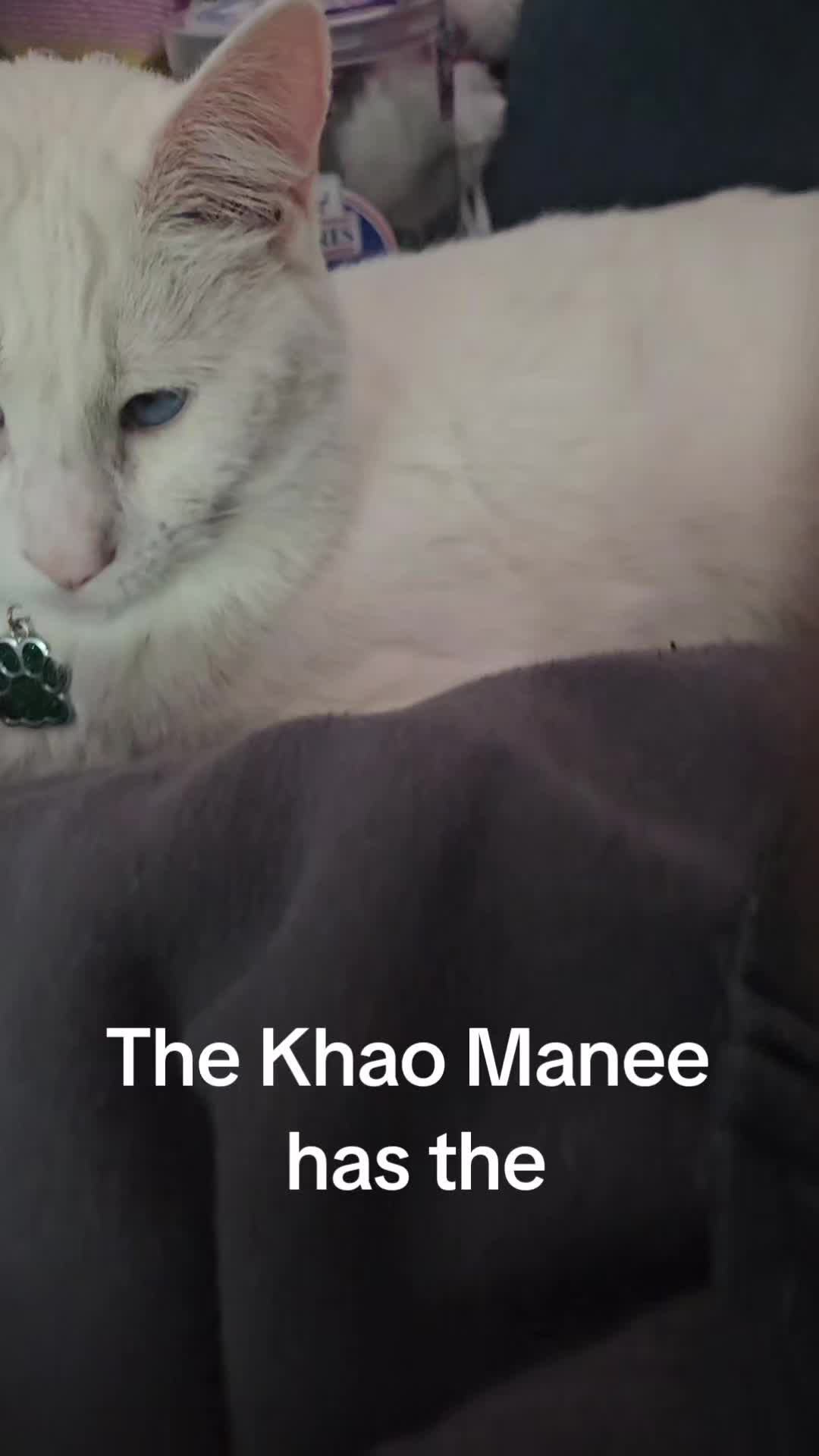 @Zoo Land Pets Cat Family🇨🇦