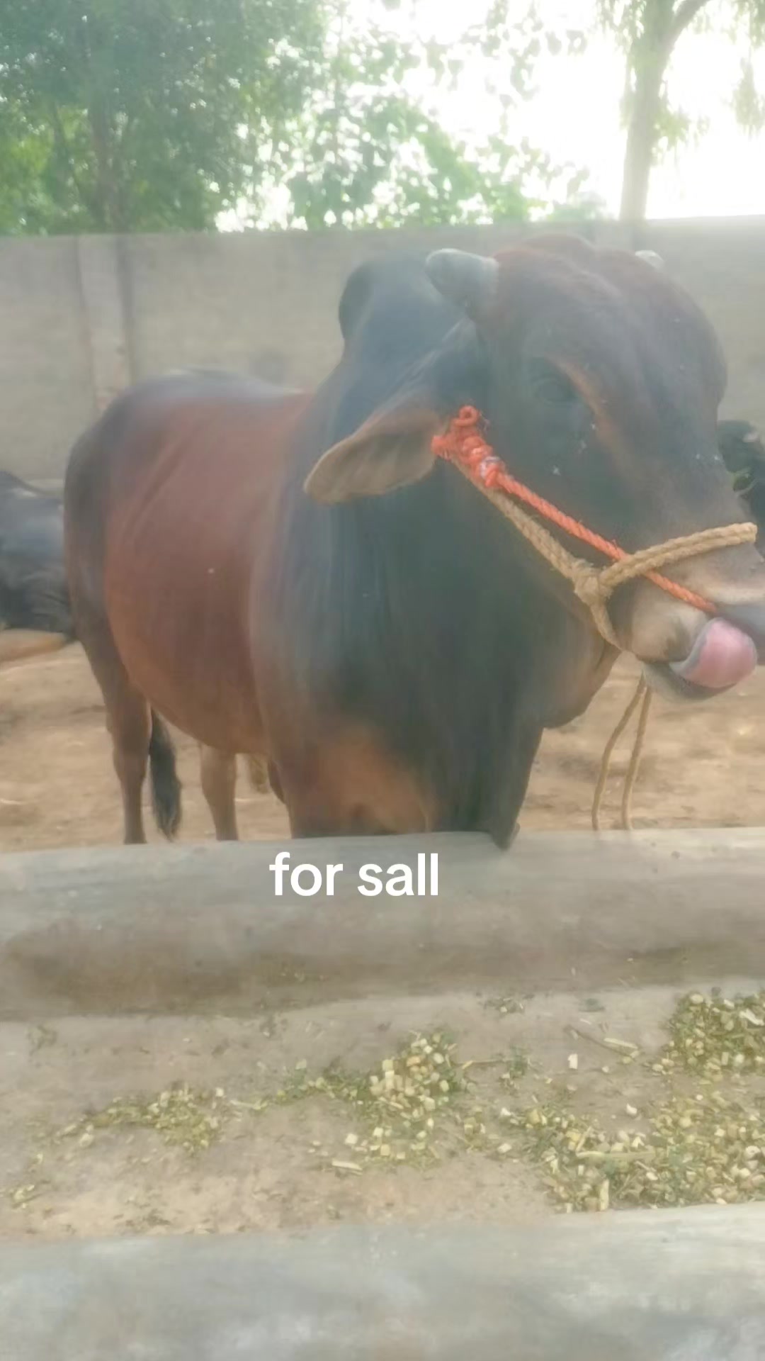 @منڈاہر بیل 4͓̽7͓̽9͓̽