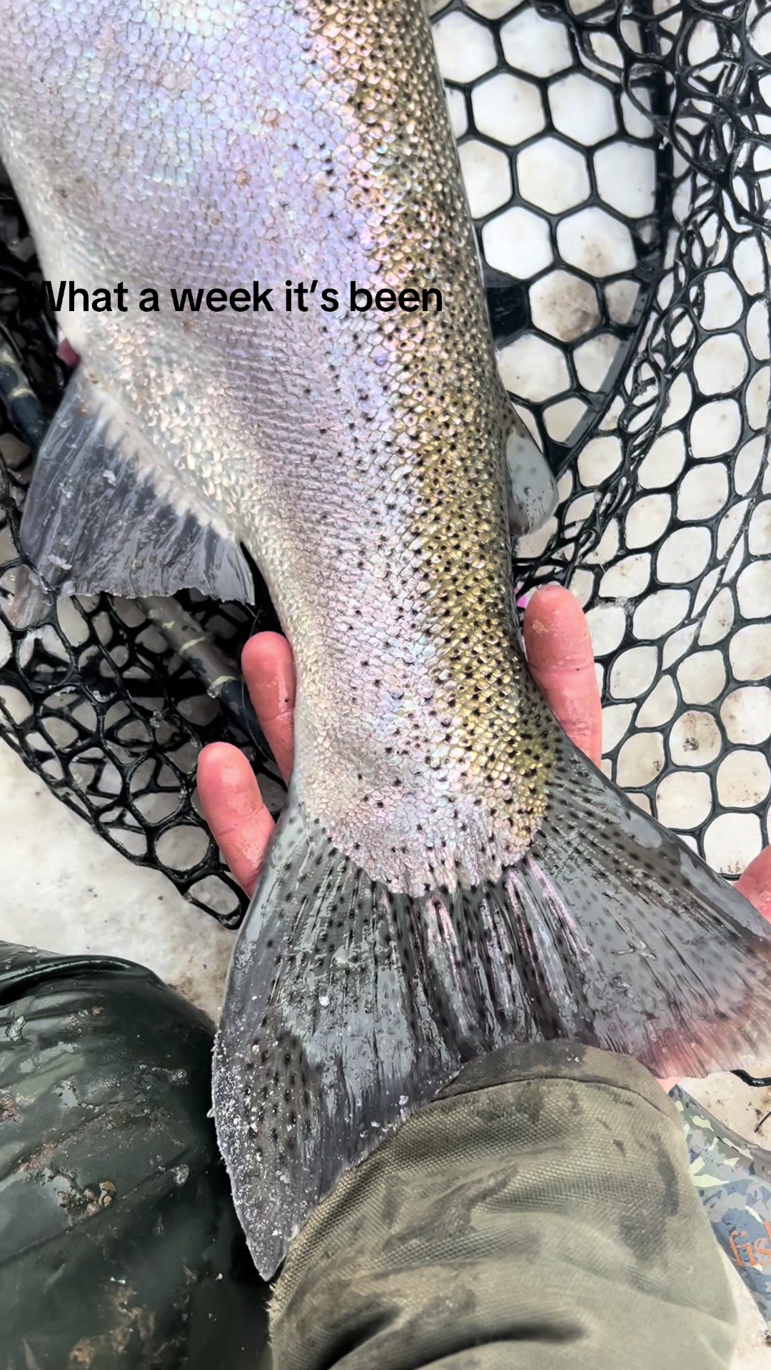 @Loganthefish🐟
