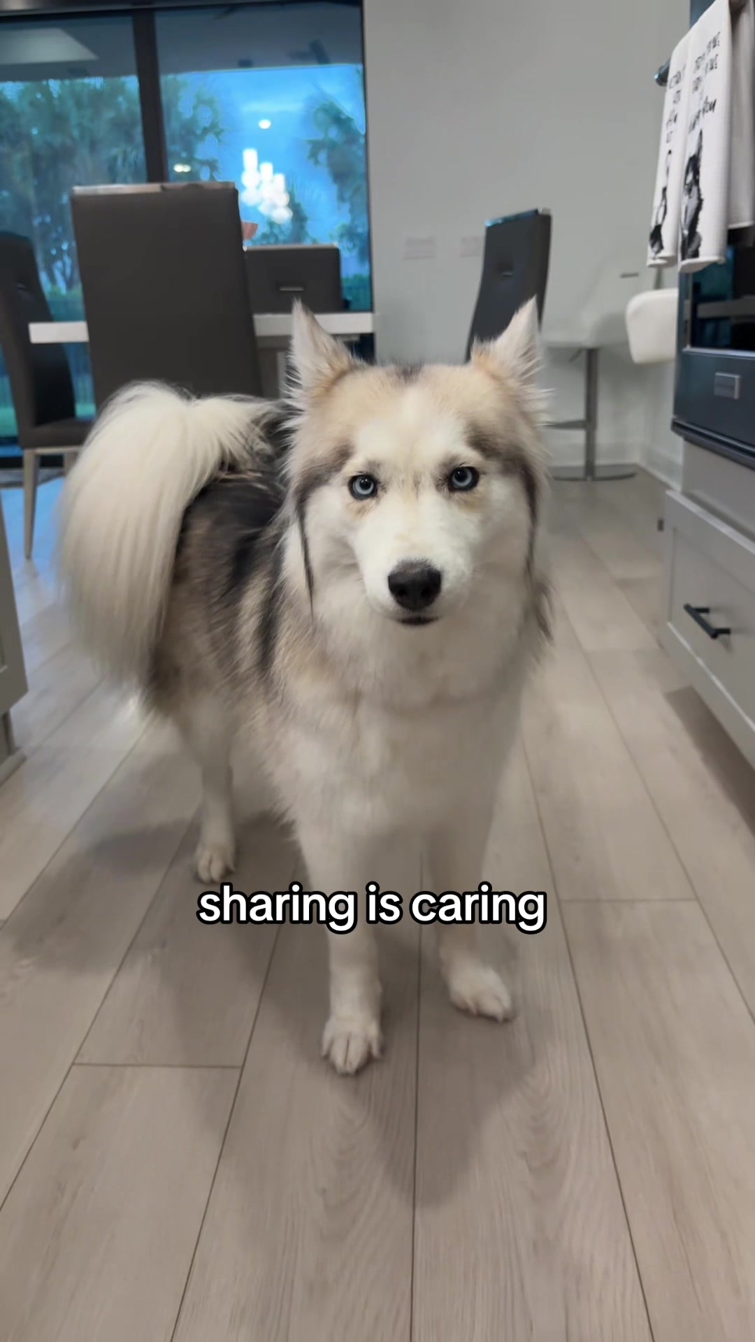 @lifewith2huskies