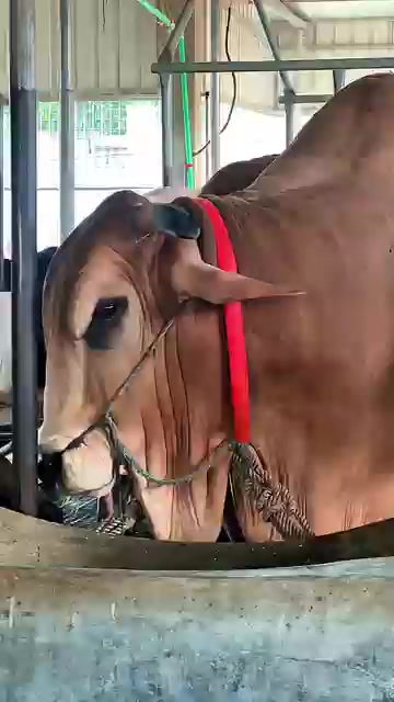 @গরুর ঘর🐄