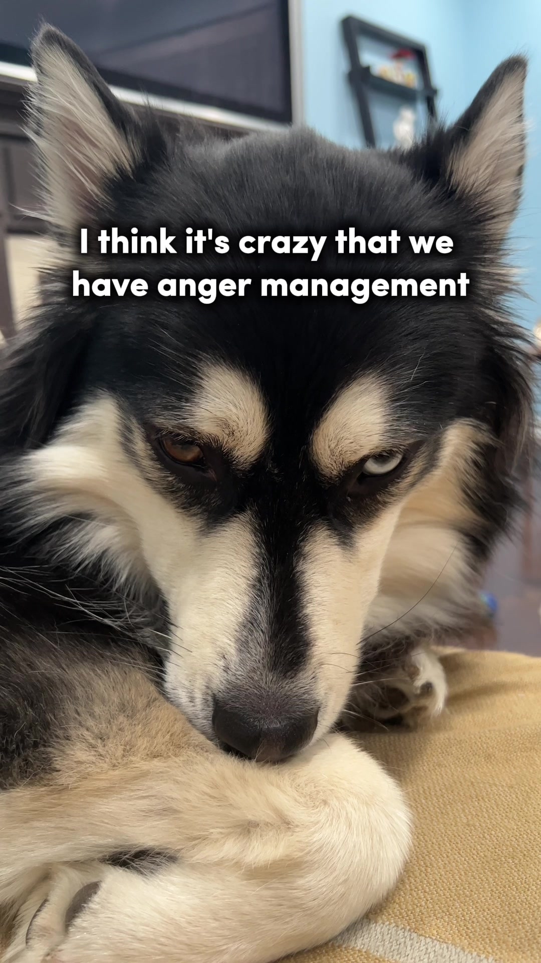 @Zeus the Pomsky🐾