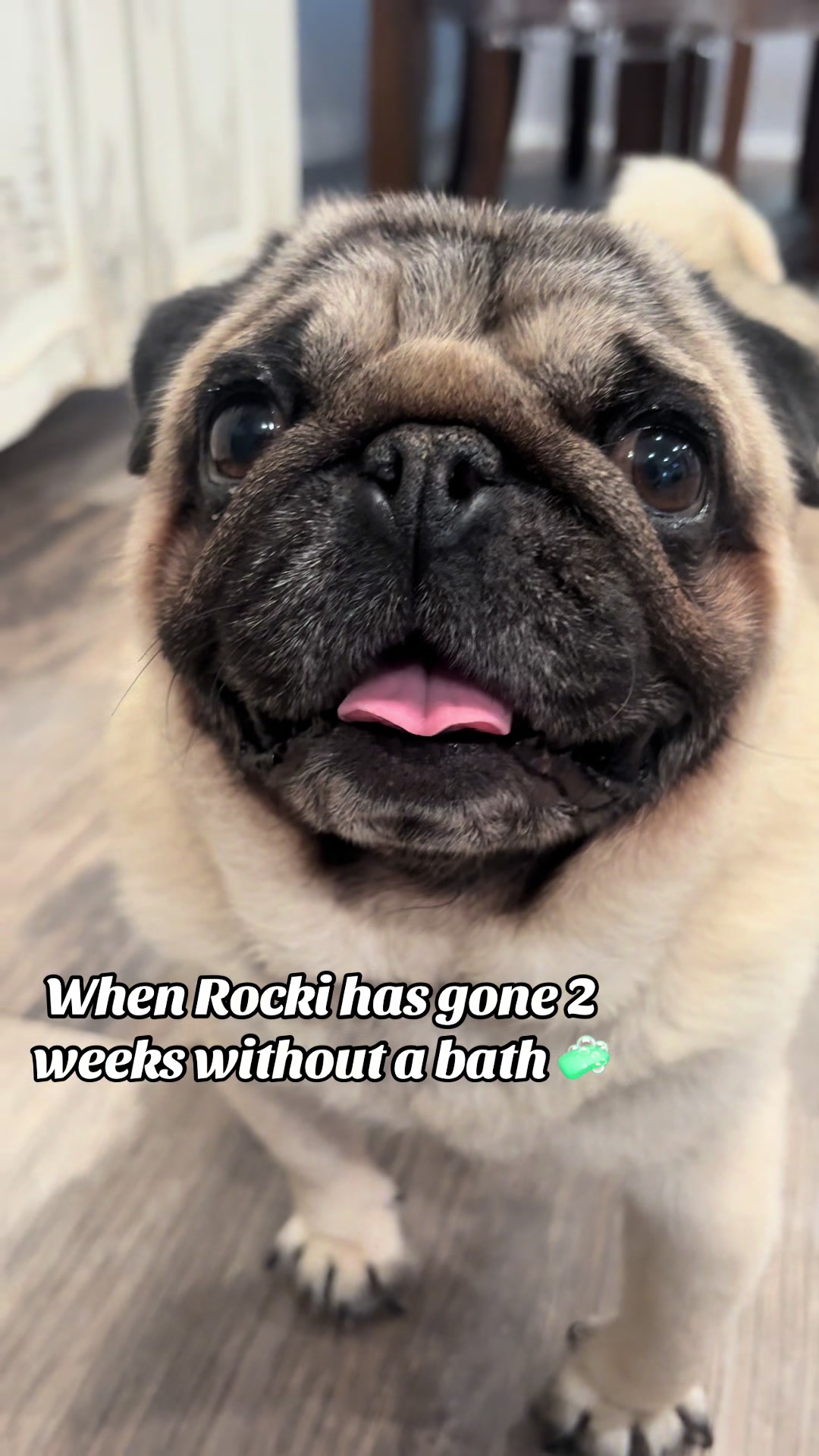 @Rocki the Pug ๐ถ