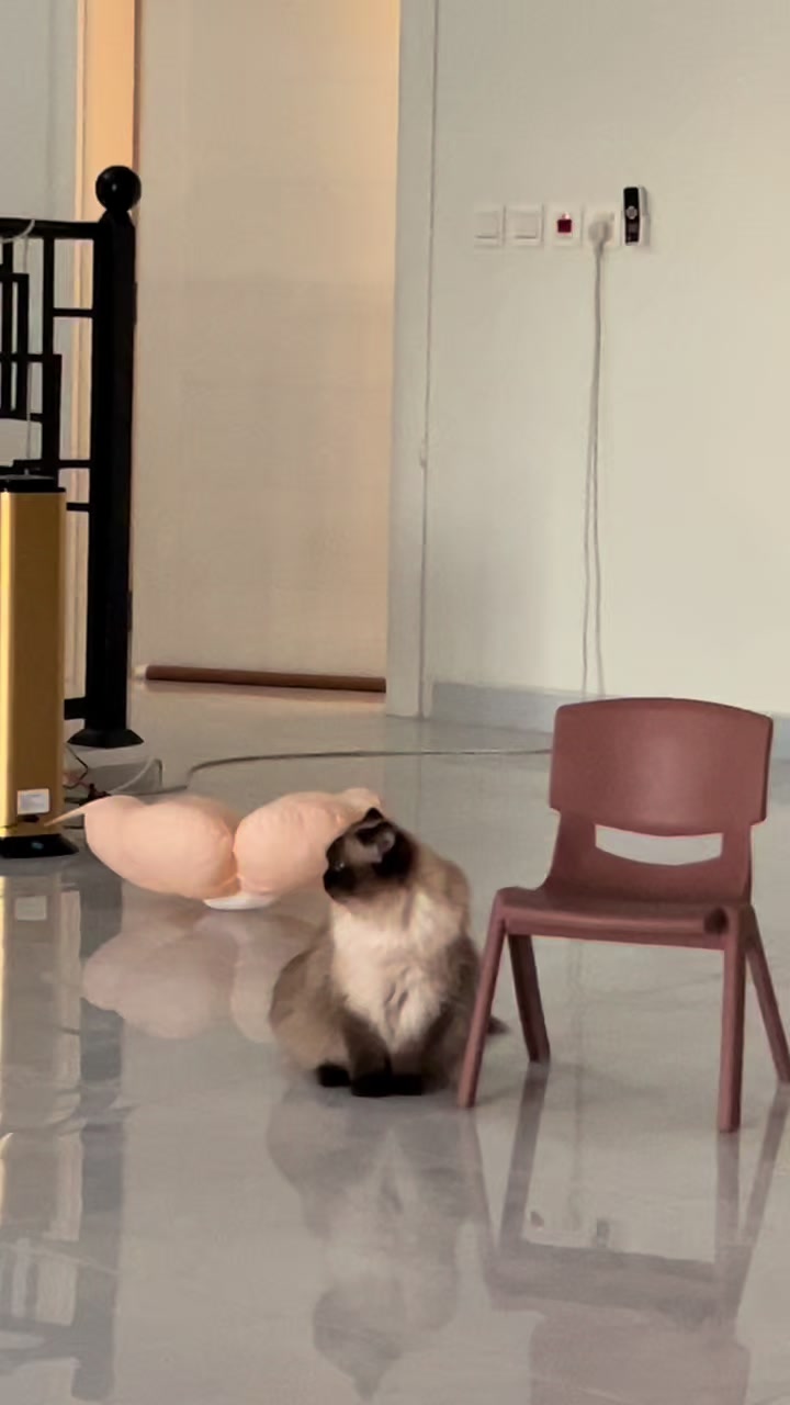 @himalayancat0