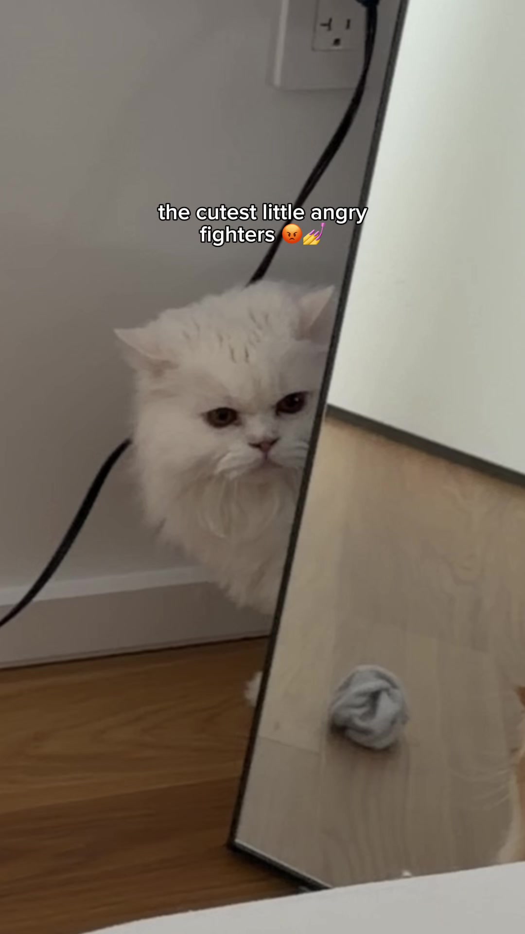 @Cleo the City Kitty