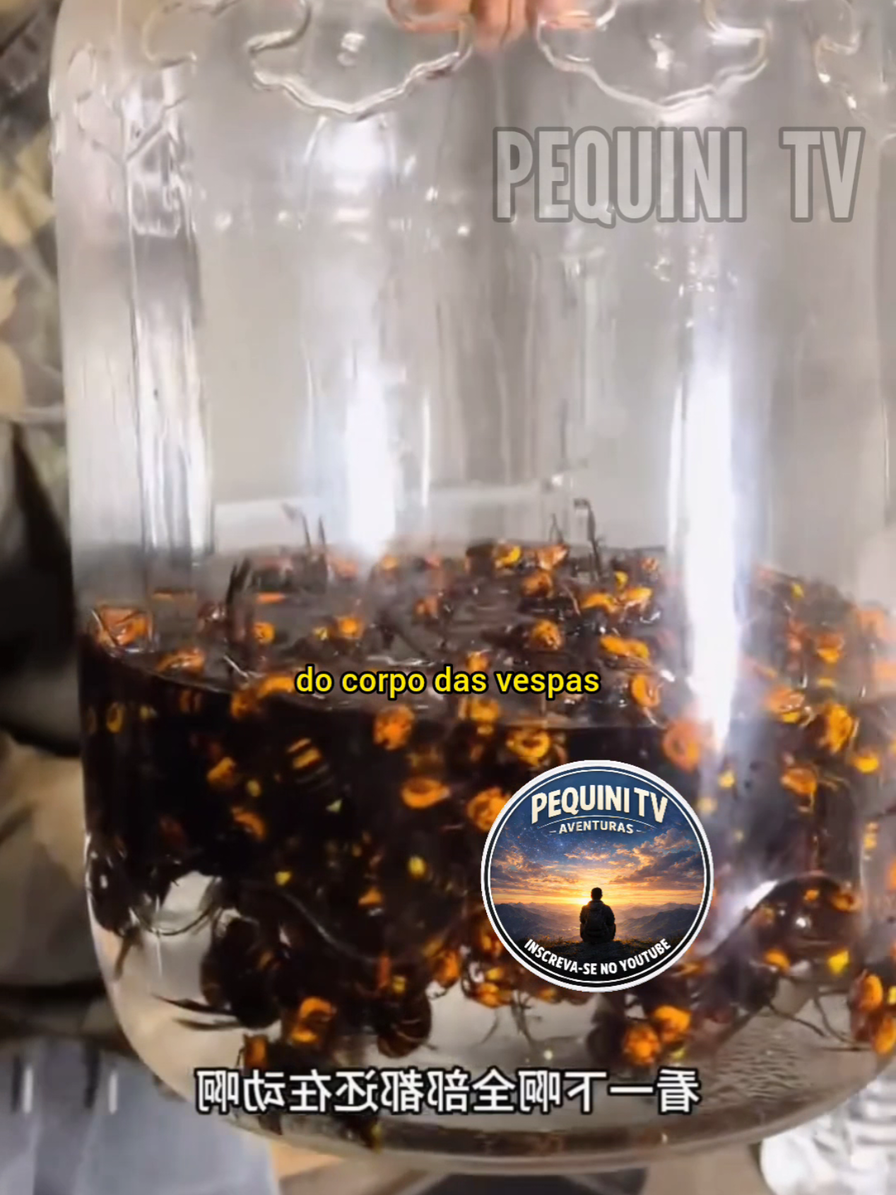 @PEQUINI TV
