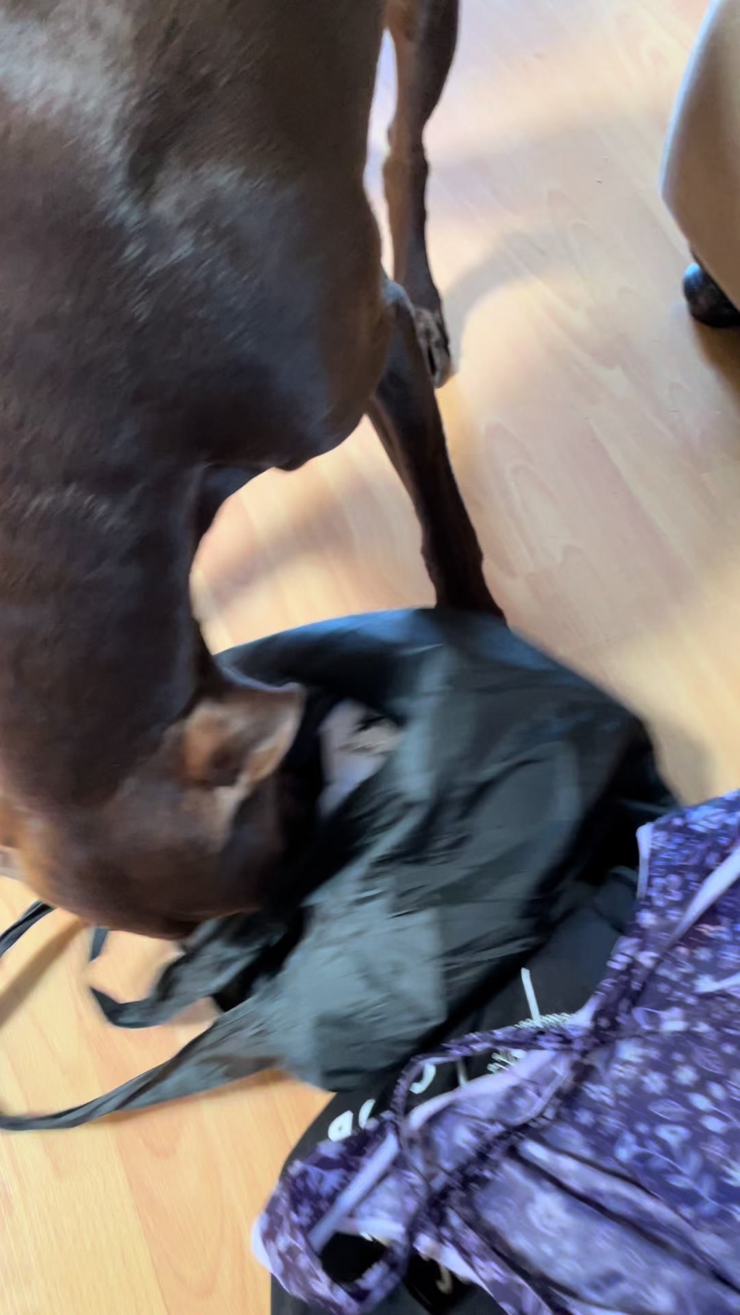 @Rocky_and_mom 🐾❤️🐶