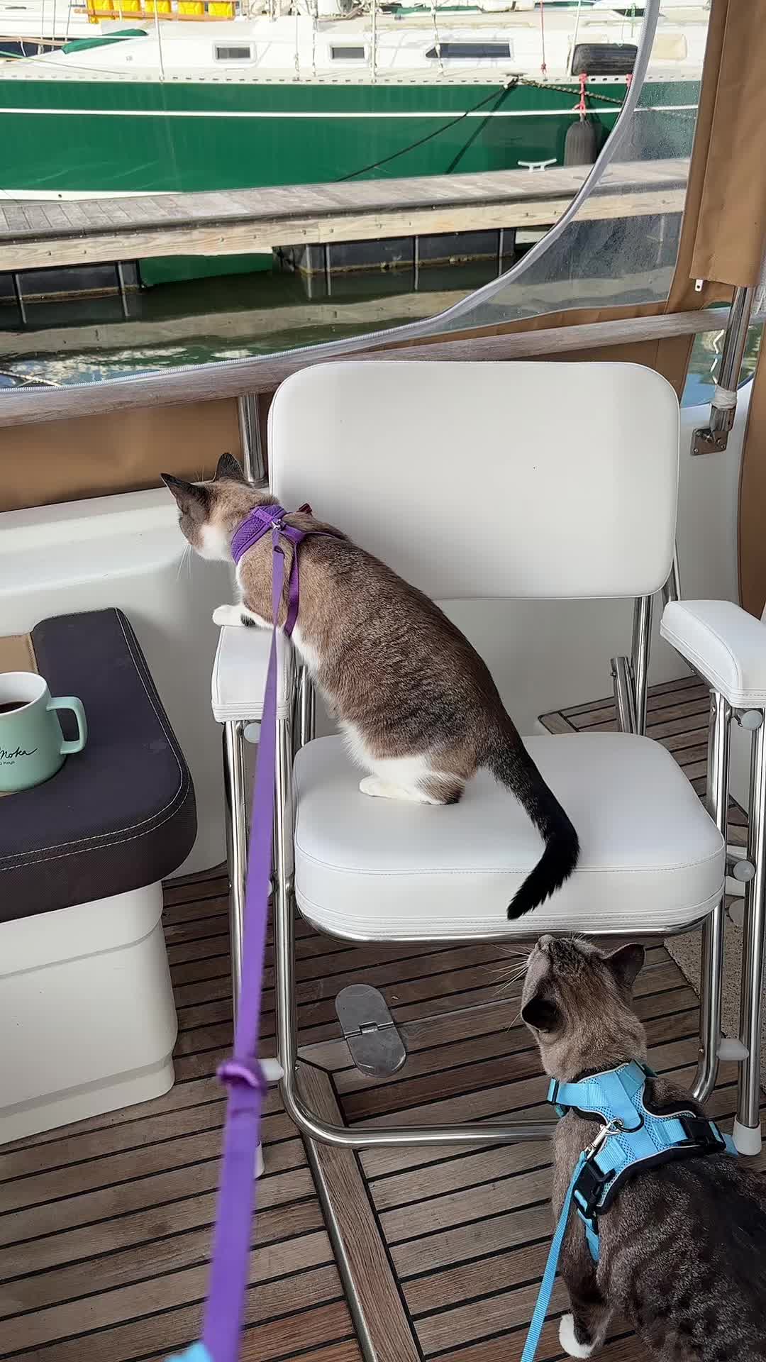 @bellkittiesmom