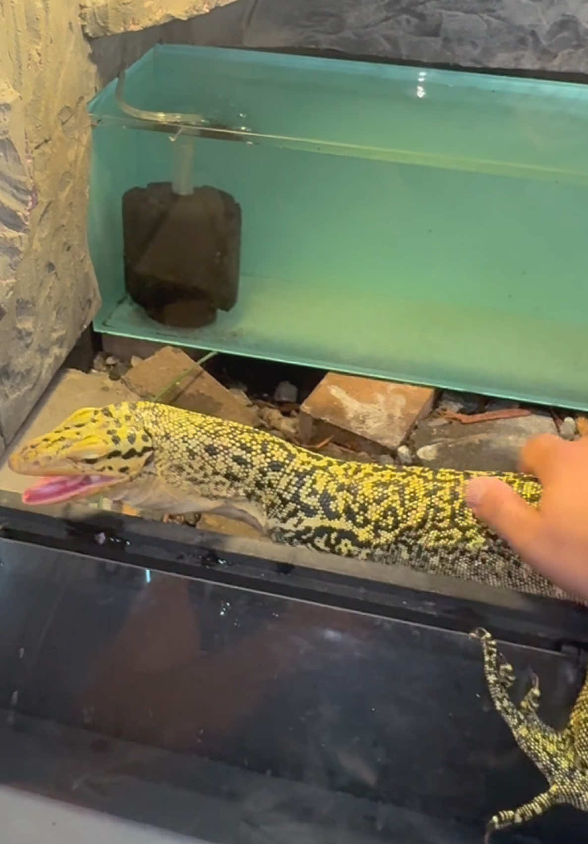 @Tommys_reptiles