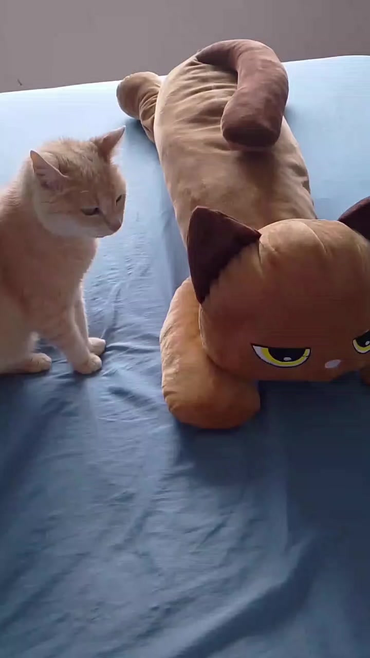 @Pets
