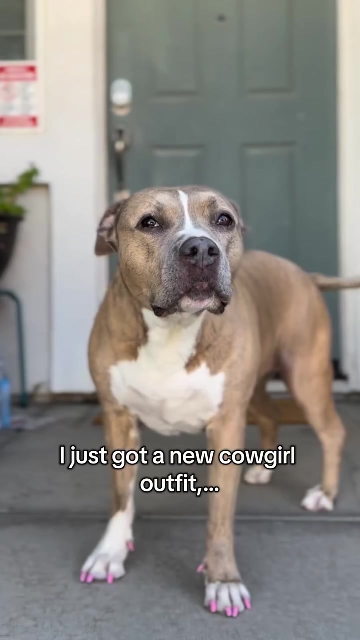 @Indie.pittie