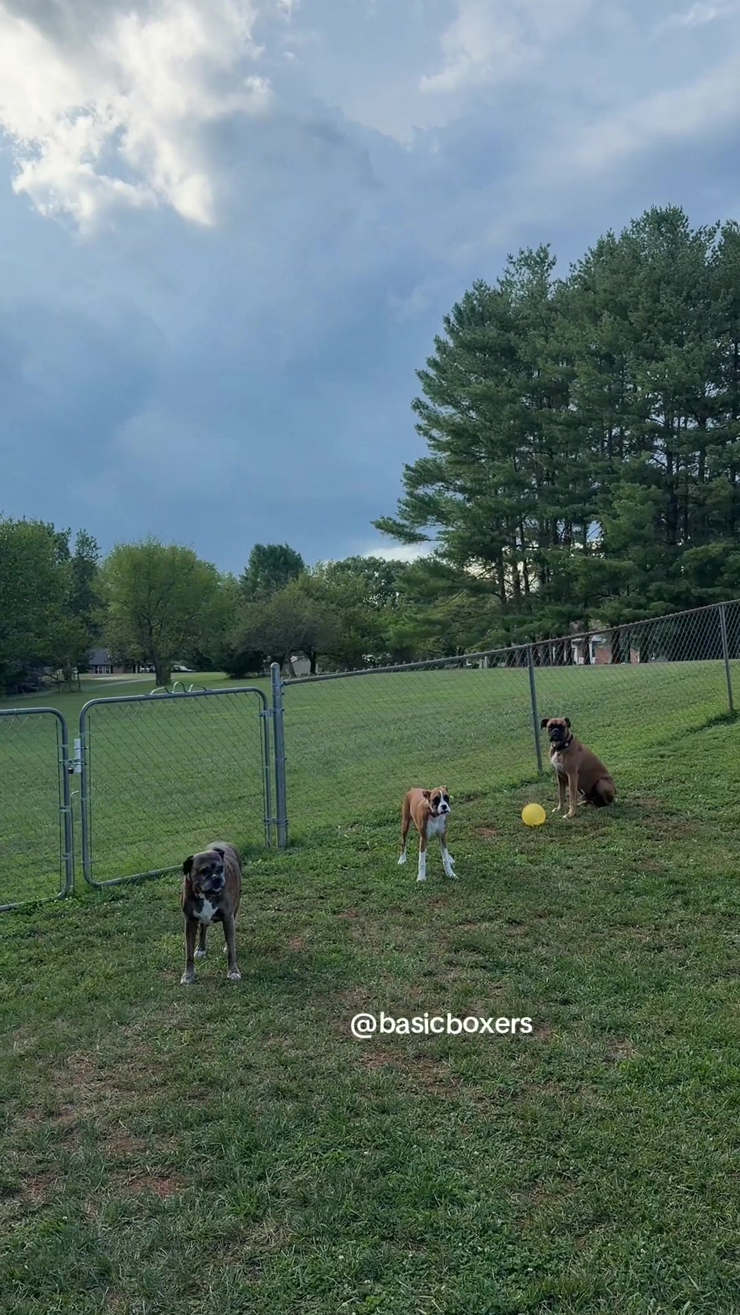 @basicboxers