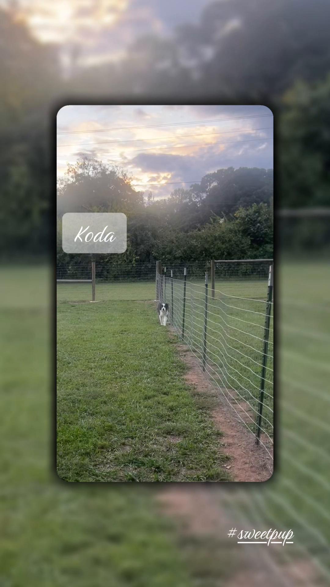 @Angie@k9kennels🐾