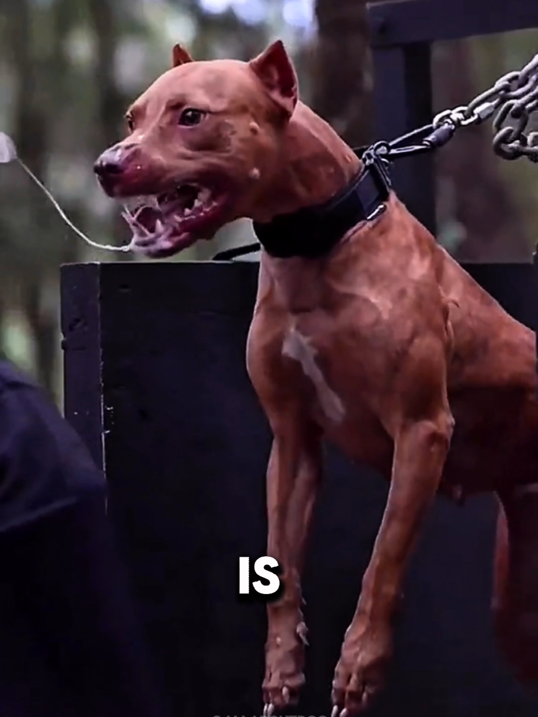 @Dog Breed World