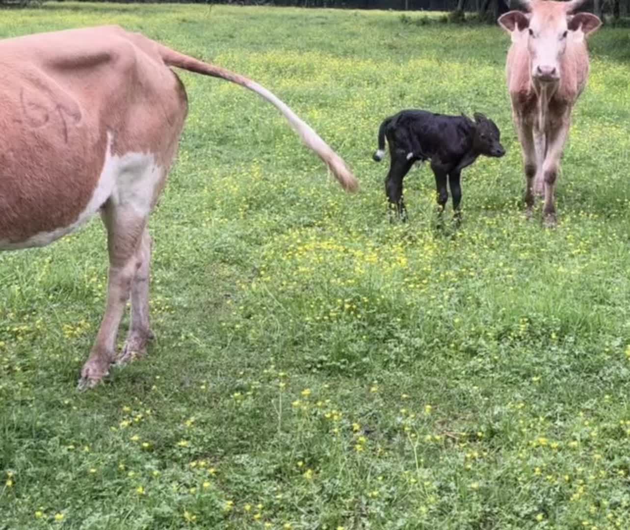 @6M Ranch & Antique Woods