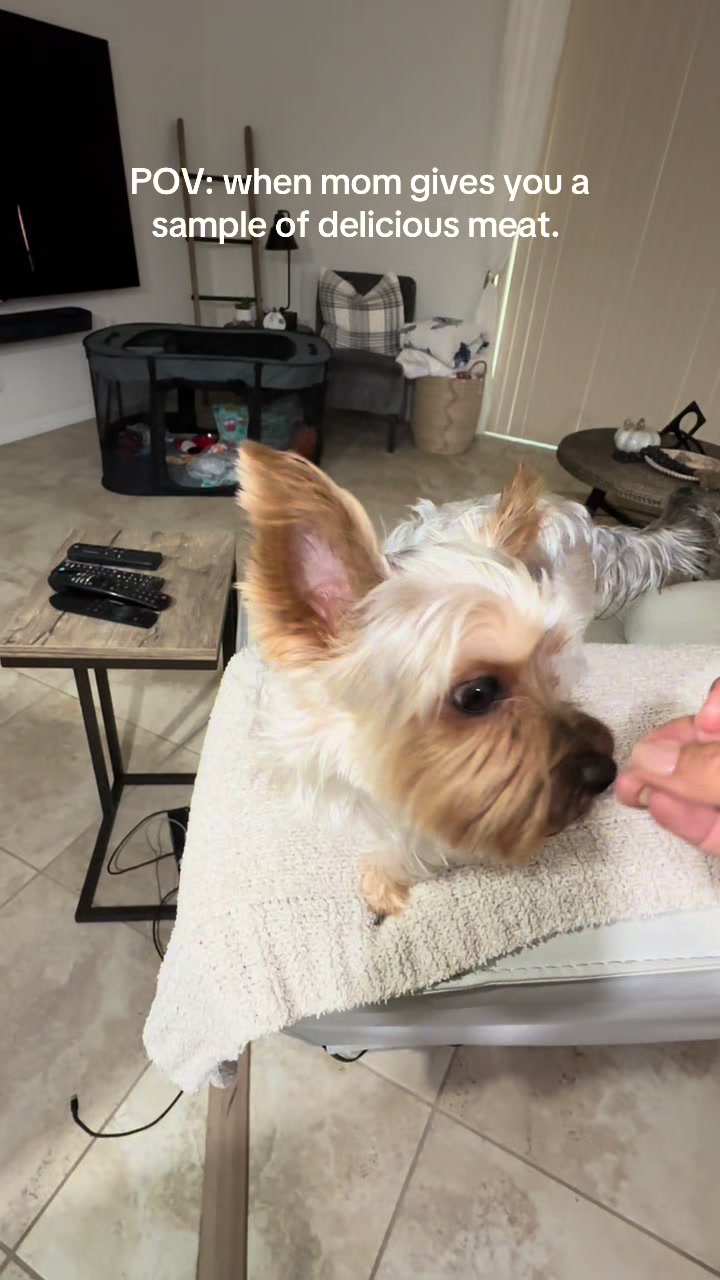 @Penny the Yorkie